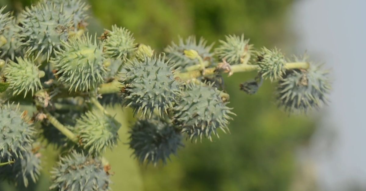 有关丰富, 入侵物种, 刺, 刺梨, 叶子结构, 后院花园, 園林植物, 增長, 夏天, 大戟科, 天性, 室外植物, 尖, 尖刺, 工厂 ...