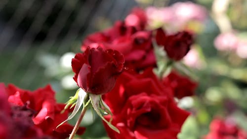 Red Roses In Full Bloom