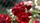 red rose