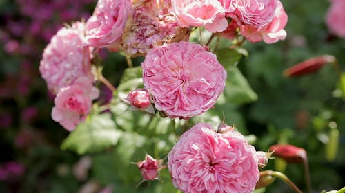 Blooming Pink Flowers