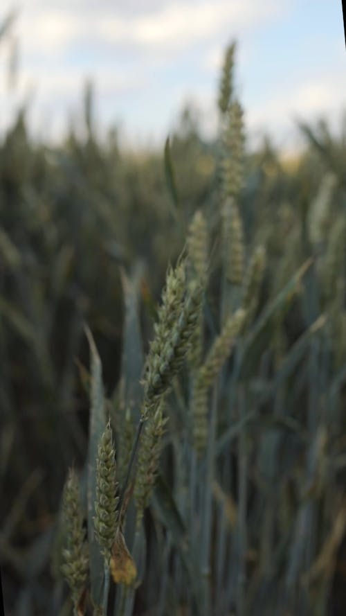 Wheat Grass Swaying in the Wind