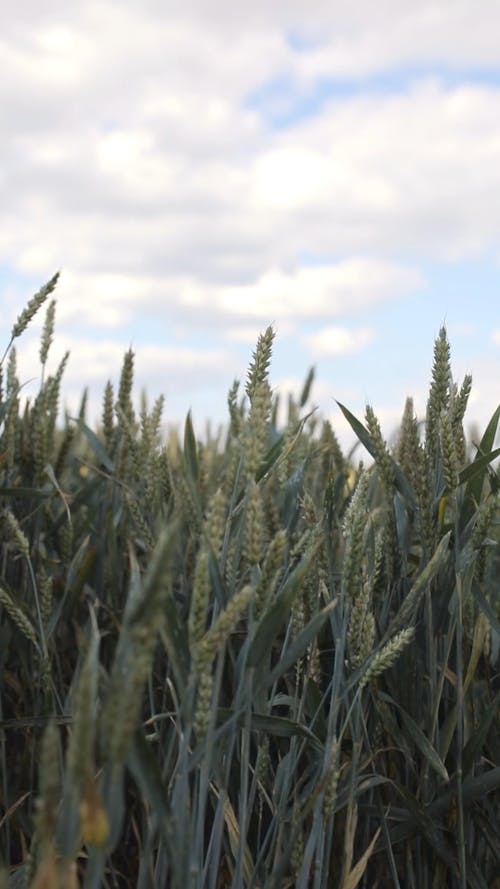 Wheat Grass in the Field