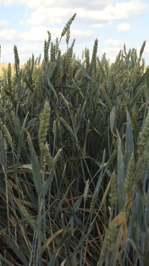 Wheat Grass in the Field