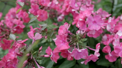 Pink Flowers Swaying in the Wind