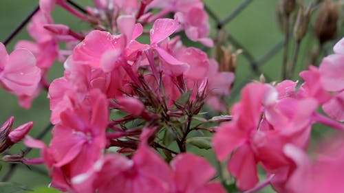 Pink Flowers Swaying in the Wind