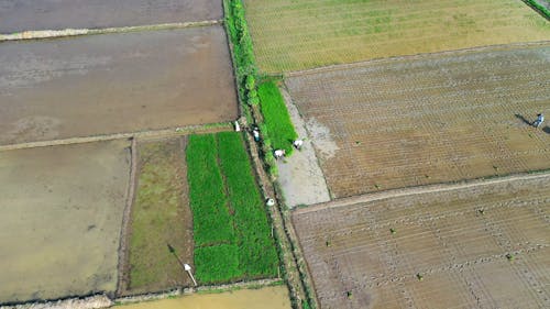 Drone Footage of a Farmers on the Farm Field