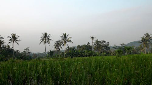 Footage at the Countryside