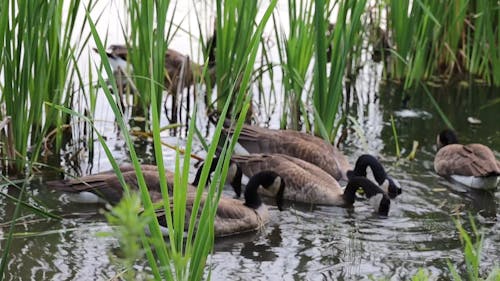 Flock of Goose Eating on the Lake Water