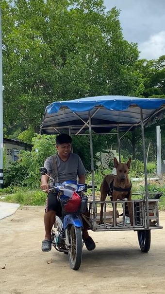 和狗一起散步高清视频视频素材
