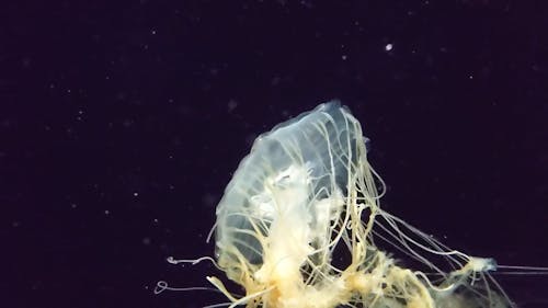 Jellyfish Underwater