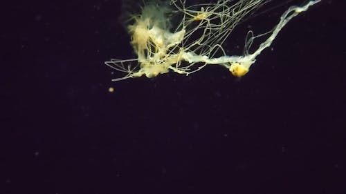 Jellyfish Swimming Underwater