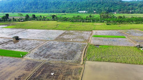 Drone Footage of Rice Fields