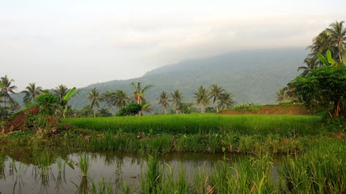 Rice Field Under Cloudy Sky