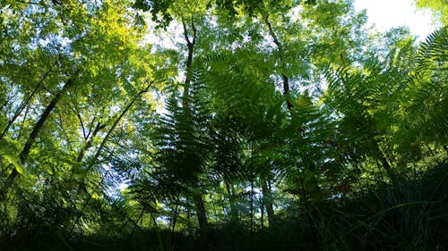 Green Leaves Covering The Forest Ground