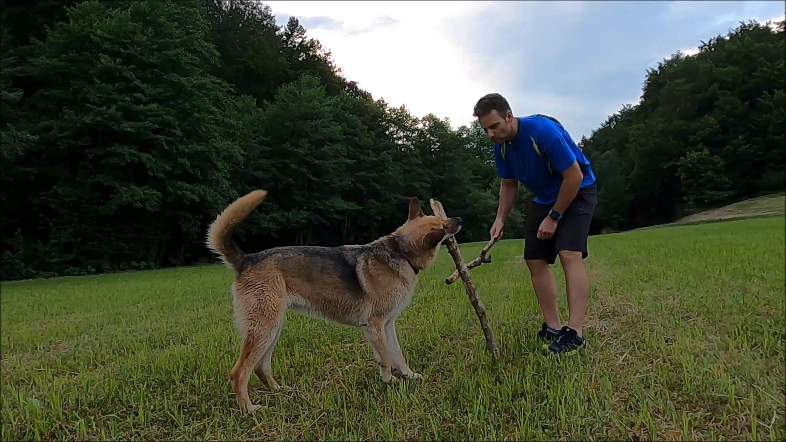 A Dog Grabbing Sticks With Its Mouth Free Stock Video Footage, Royalty