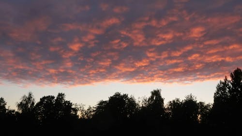 Time-Lapse Video of Trees Under Cloudy Sky