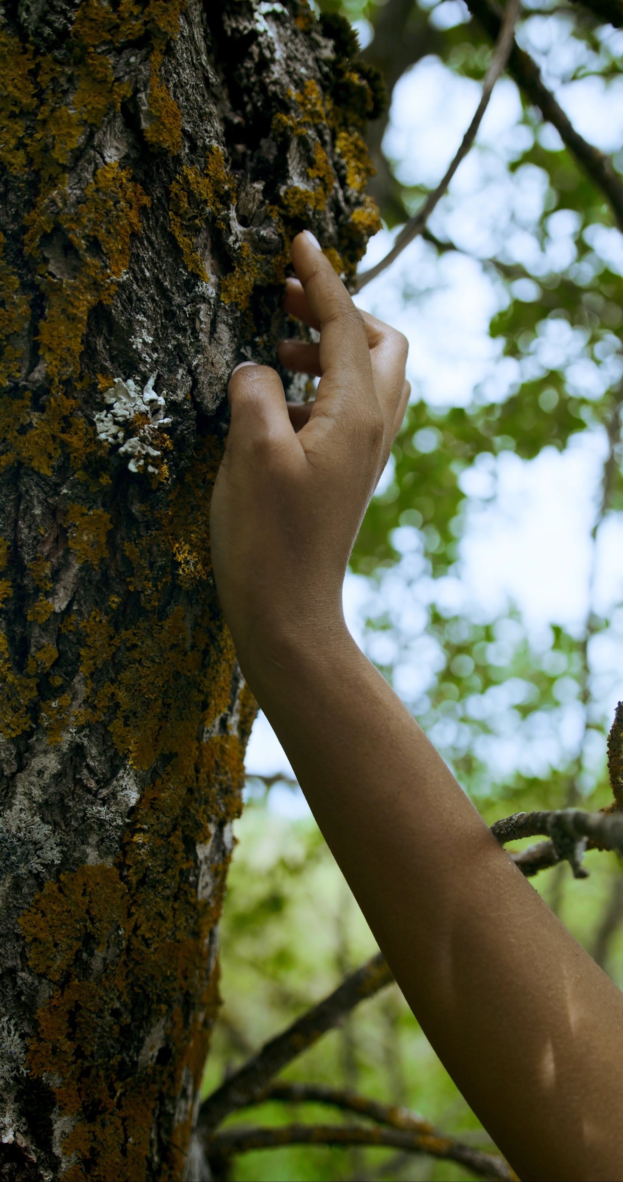 A person reaching up to a tree with a branch Free Stock Video Footage ...