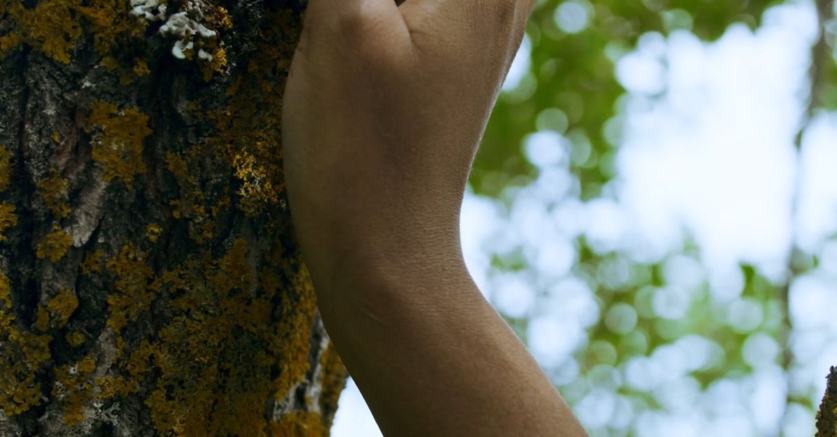 Person Up Tree A person reaching up to a tree with a branch Free Stock Video Footage ...