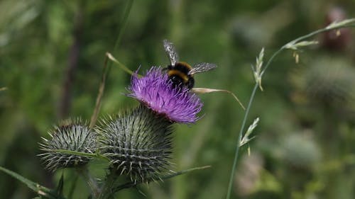 Selective Focus of Honey Bee Pollinating on Purple Flower