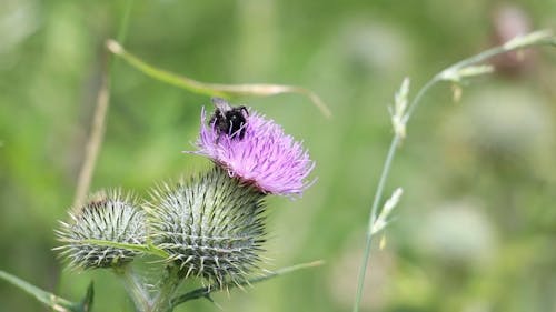 A Black Bee Feeding On Spear Thistle Flower