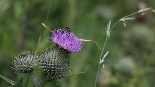 A Bee Feeding On Thistle Flower Nectar