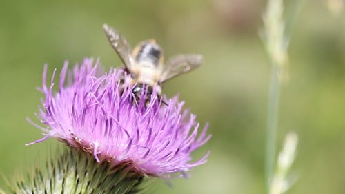 Bees Feeding On Nectar Of A Spear Thistle Flower