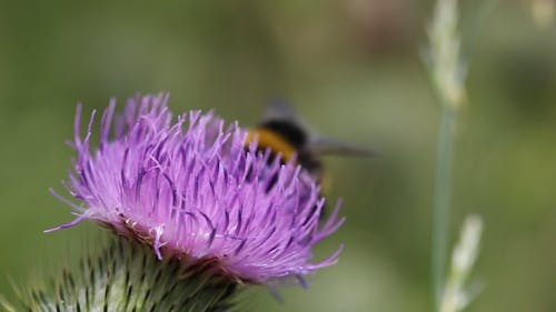 A Bee Feeding On A Flower's Nectar