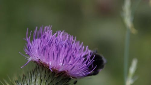 A Bee Feeding On A Thistle Flower