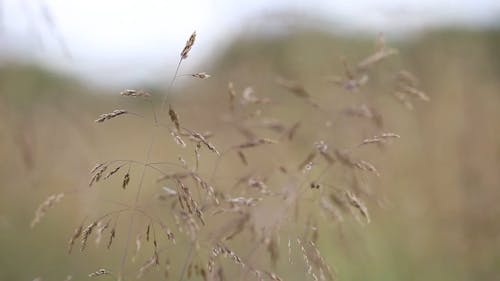 Close Footage Of Grass Seeds On The Grass Tips