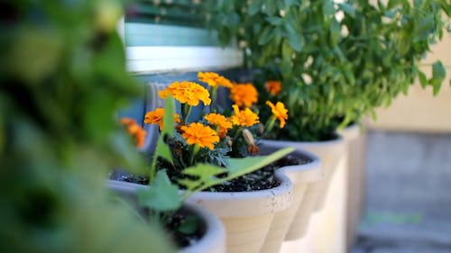Potted Flower Bearing Plants In A Garden