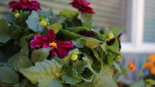 Flower Bearing Plants In The Garden