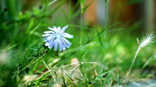 A Wild Flower Bearing Plant Grows On The Ground