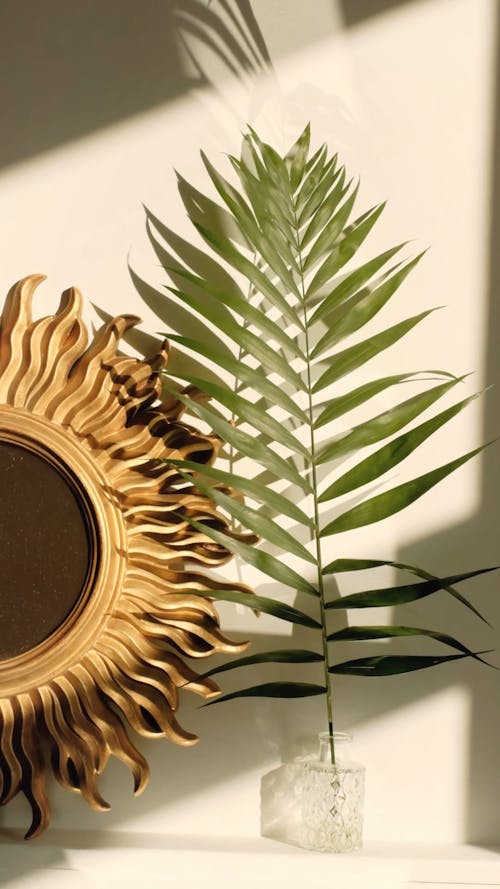 Light Reflection On a Mirror With a Plant