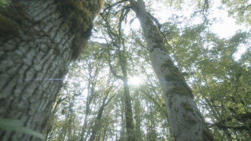 Tall Trees in a Forest