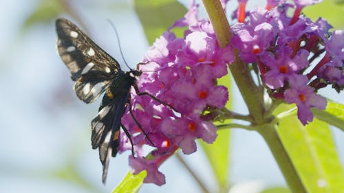 A Moth Feeding On Flowers Nectar