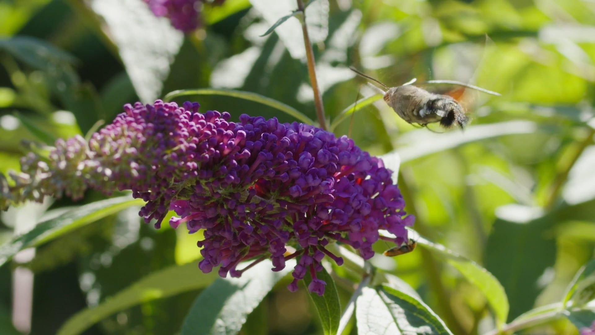 Video Von Fliegenden Insekten · Kostenloses Stock-Video