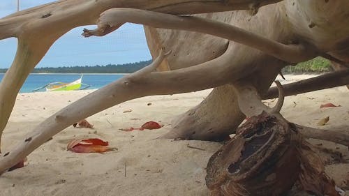 Tree Log on a Sand