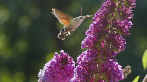 Moth Flying Around the Flowers