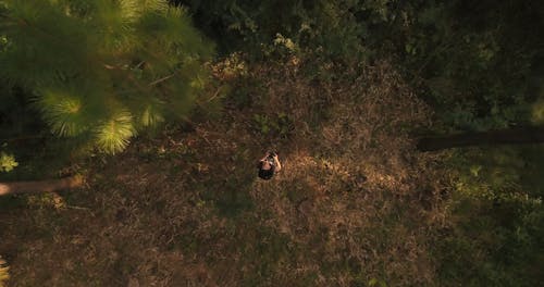 An Aerial Footage of a Woodland