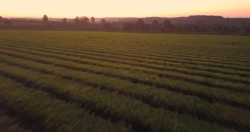 An Aerial Footage of a Tea Plantation