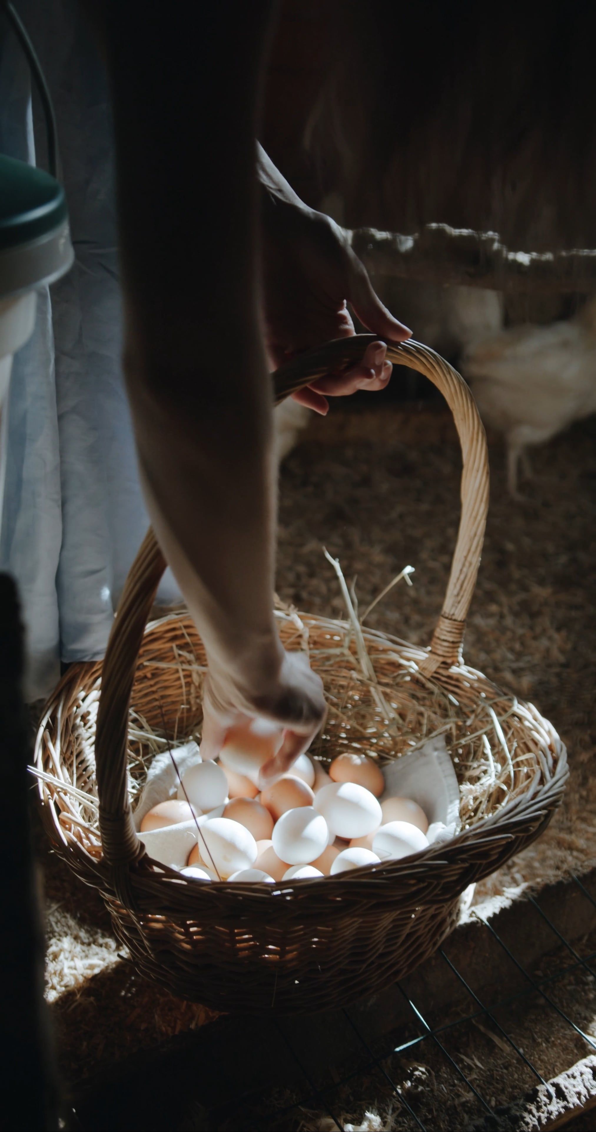 Chickens With Eggs Videos, Download The BEST Free 4k Stock Video ...