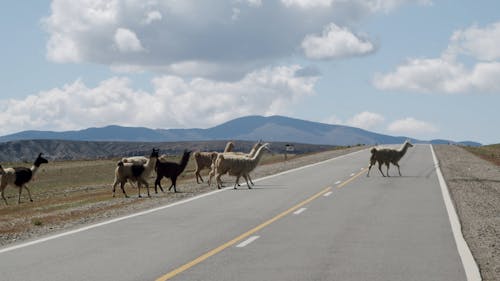 A Herd Of Llamas Crossing A Mountain Road