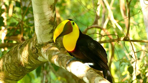 A Yellow-Throated Toucan on a Tree Branch
