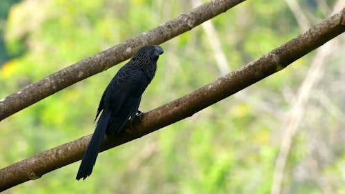A Smooth-Billed Ani on a Tree Branch