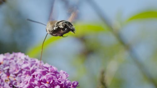 A Moth Feeding on Flowers Nectar
