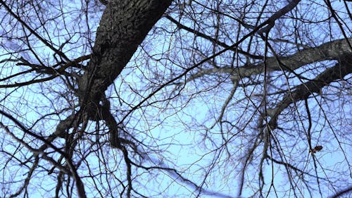 Low Angle Shot of Leafless Trees