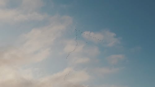 A Flock Of Birds Flying On The Air