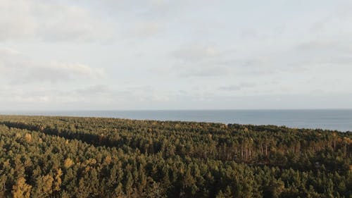 Drone Footage Of A Forest In The Sea Coast