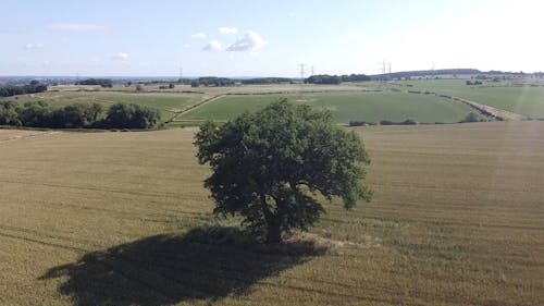 Drone Footage of a Tree on Farm Field
