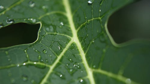 Water Droplets on a Monstera Leaf